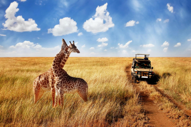 Safari à Fazao-Malfakassa